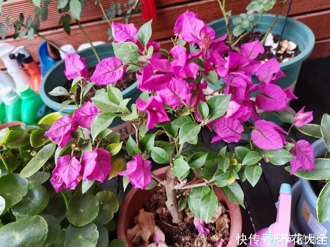 君子兰开完，会有3个“后遗症”，一定要重视