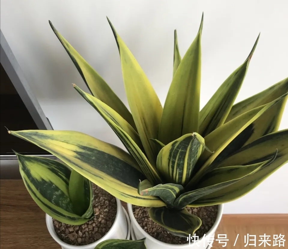 冬天虎皮兰,正在“虚弱期”,注意3个要点,小芽一个接一个