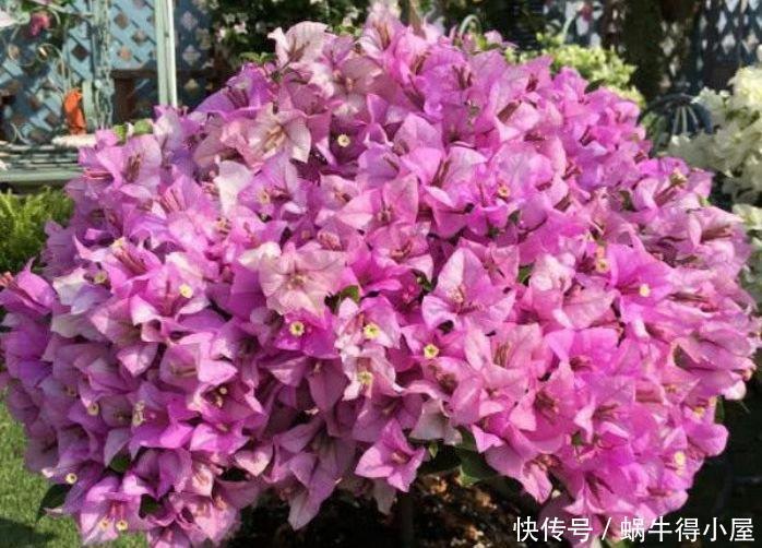 4种花深受花友的喜欢,开花爆盆很简单,花香四溢,花朵烂漫迷人