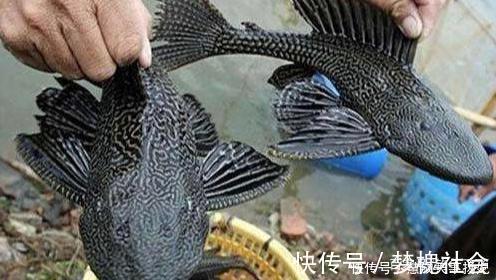 这2种鱼已成功“入侵”我国,吃货也束手无策,钓到该如何处理