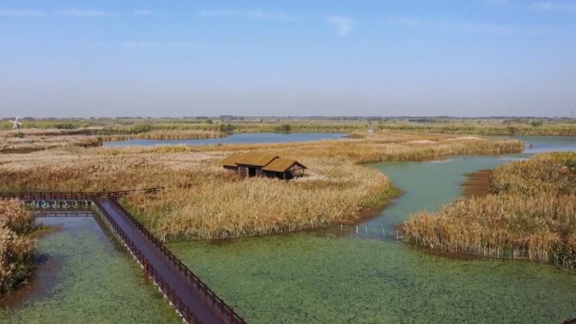 鸟类|【“浙”里景如画】杭州湾湿地公园千亩芦花 成群候鸟；网红银杏绝佳观赏期来了