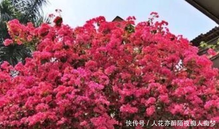 小技巧|谁说三角梅不开花学会这几个小技巧,一直开花到来年