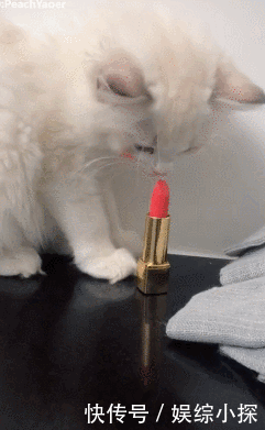 发现猫咪玩口红,主人正要发飙,却被它抬头后的样子惊艳到了