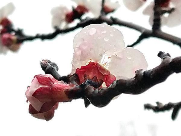 普降春雨正当时 滋润杏花花更美