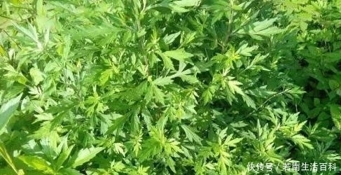 农村常见的野草，虽有刺鼻的气味，却也是一味中草药，价值不低！