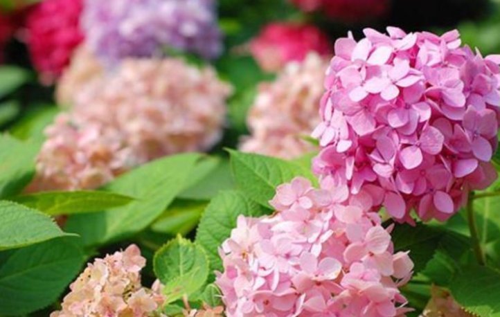 夏天了,3种水不能浇花,浇错了,黄叶又烂根,只剩盆