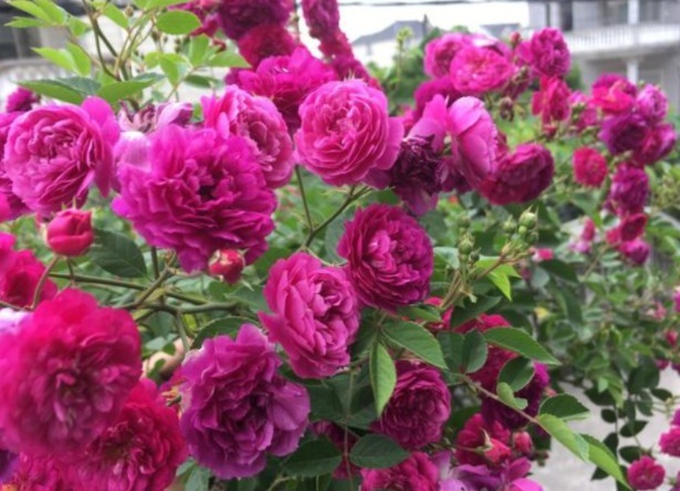 悄悄告诉你，花卉不开花，用点“催花水”，花开满盆，变养花高手