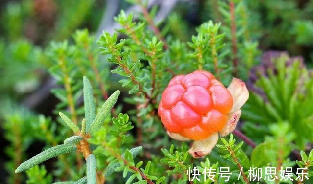 滋补身体|对身体很好的3种食物,要坚持每天吃一些,排毒养颜、滋补身体