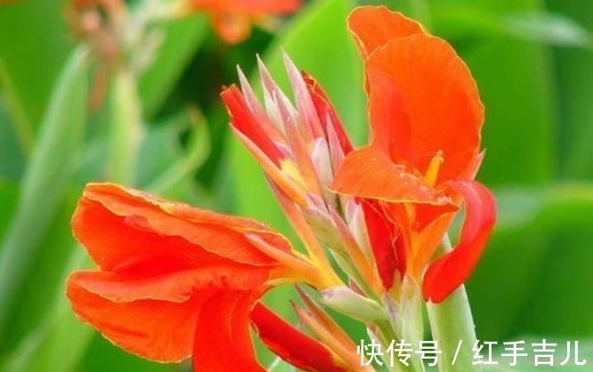 此花超漂亮,沾土就活,开花又大又艳,红红火火好运来!