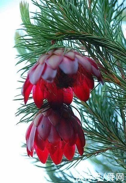 神奇!这个开花树居然可以长成这样震撼世人!真是太美了