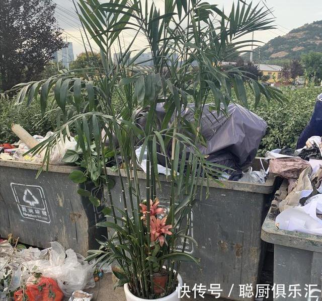 养花|逛花市的“小技巧”,低价花卉“随便淘”,大饱眼福又省钱