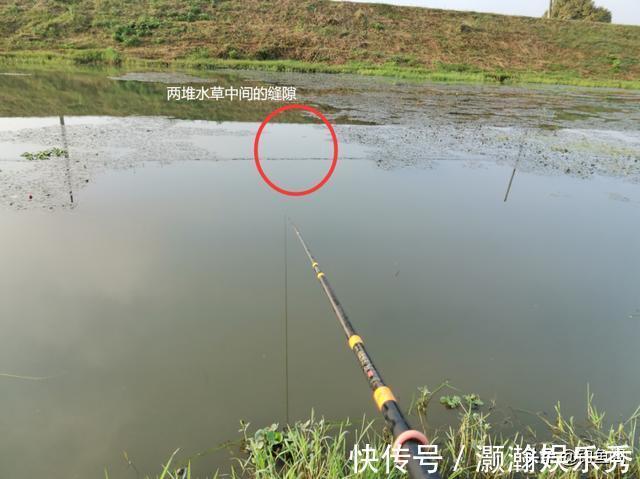 水草|进入深秋，老钓手都喜欢选这三种钓位，容易出大板鲫