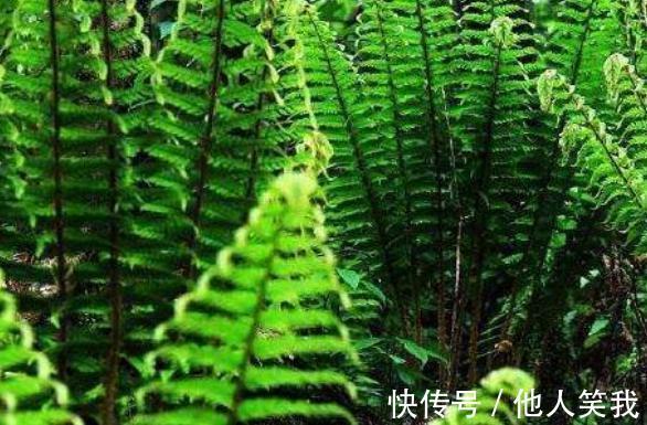 药用价值|乡下不起眼的野草，根部很珍贵，殊不知全身是宝，药用价值高