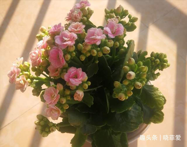 病虫害|长寿花什么时候修剪三种情况赶紧剪，越剪越旺盛，开成大花球