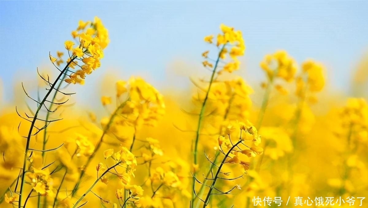 秦瘦鸥|想起秦瘦鸥