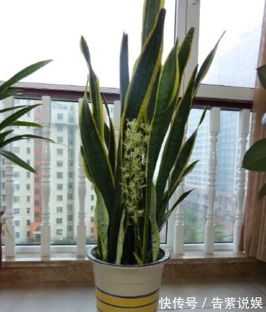 虎皮兰叶子“干瘪、发软”学会懒养，再浇“1种水”，精神抖擞