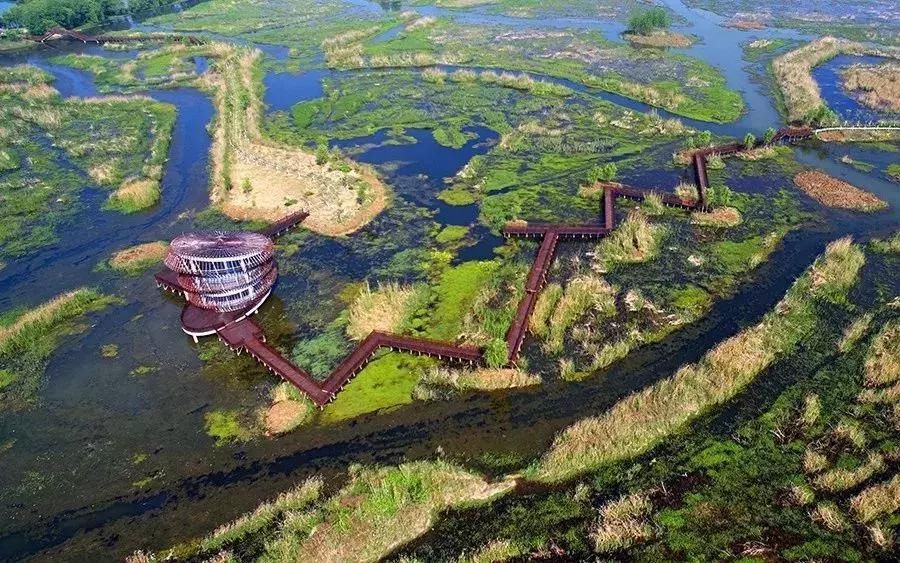 水杉|洪泽湖湿地景区，捕捉最后的深秋美景！