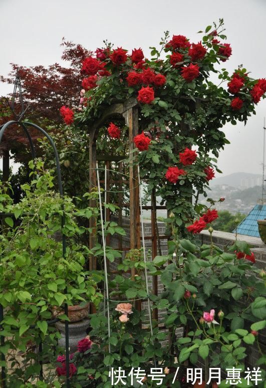 100㎡屋顶打造“花园露台”,网友直呼太壮观了,仿似人间仙境