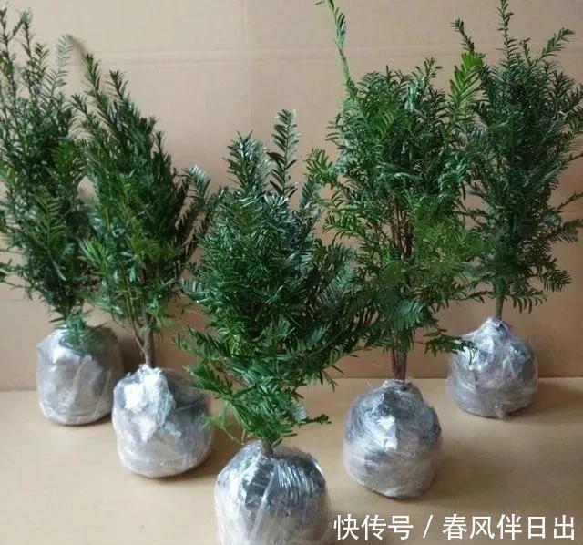 碰碰香|不管有钱没钱,家里养这十种植物,招财镇宅又养人