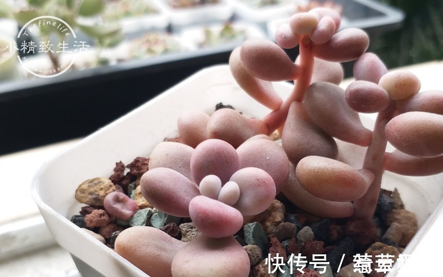 水桩|多肉老桩有真伪,3种“伪老桩”鉴别,揭开真面目,避免被忽悠