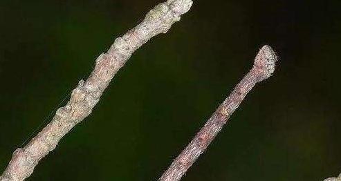 月季叶片被虫啃了怎么办,常见青虫治理方法