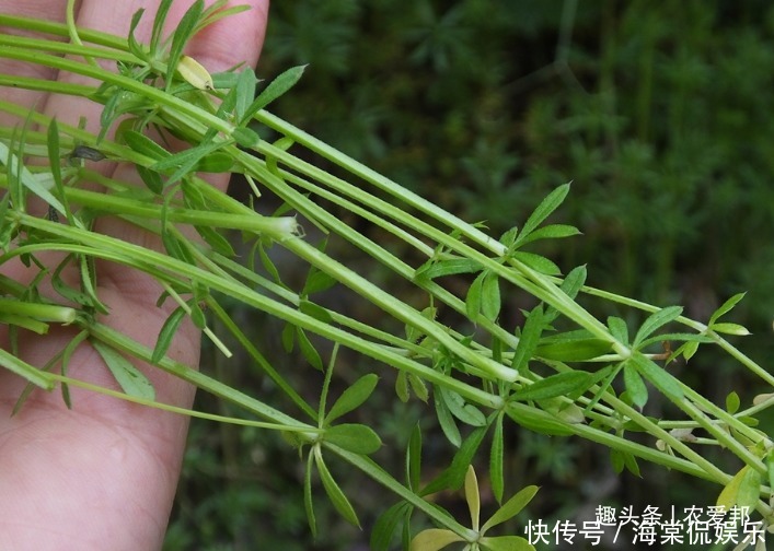 農民最討厭的野草，居然藥食兩用將它曬干后，可以賣20元一斤