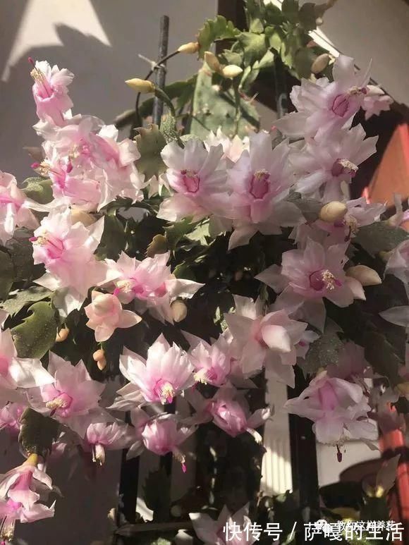 发酵|老花匠：扔4种“东西”，就是扔钱，比花肥还好用，不花钱！