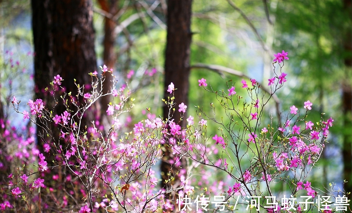 现状|它属于国家二级保护植物，市场价却贱如柴火！生存现状让人忧