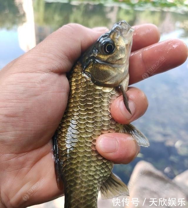 向高龄钓友请教的“摇三摇”钓法,毫无保留的分享给大家