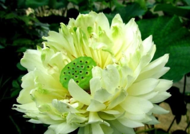 养花就要养“独特”品种,这种“绿颜色”的花很好看,适合在家养