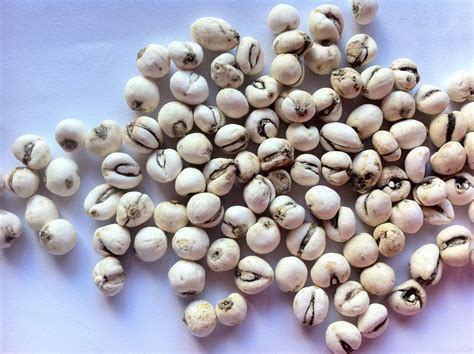 贝母|想长寿要会吃,3种食物坚持吃,滋补身体,改善肠胃,增强体质