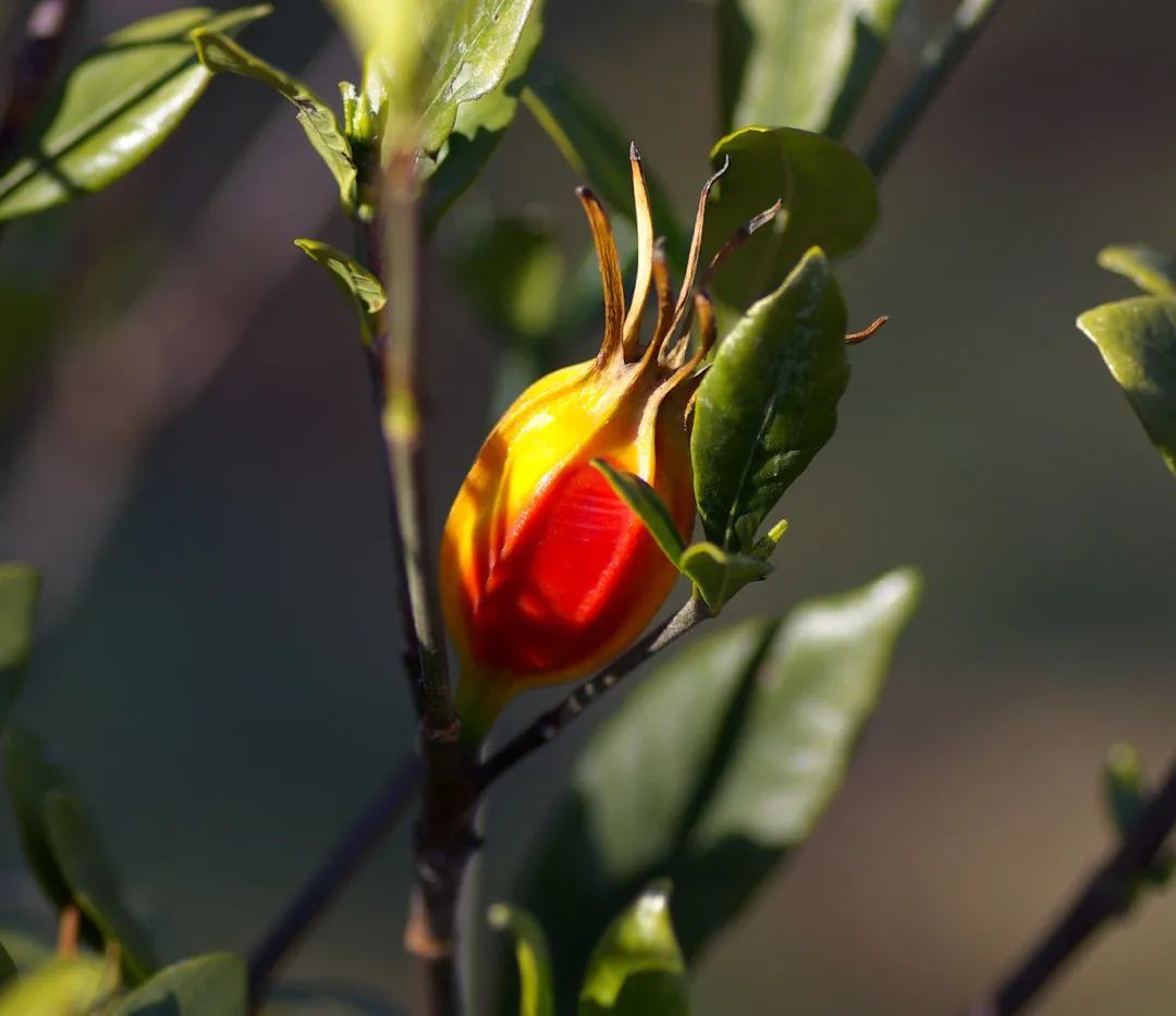 赵匡胤|龙袍之所以是黄的，主要还是因为皇帝太任性