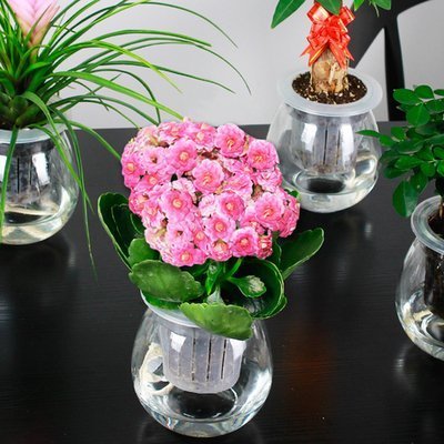 养长寿花,这三个位置就是“死亡之地”,放一盆死一盆