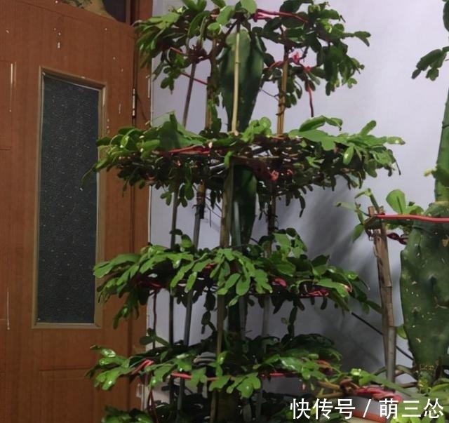 如果你是新手养蟹爪兰,尽量不要一棵嫁接多色,因为很难一起开花