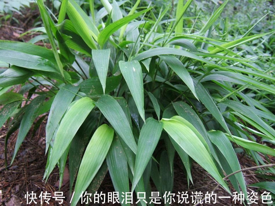 淡竹叶|山里一种似竹叶的野草,过去用来喂猪,殊不知价值很高30元一斤