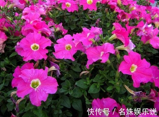 花期|家养这些植物,阳台开出花海,开花一茬接一茬,瞬间变得高大上