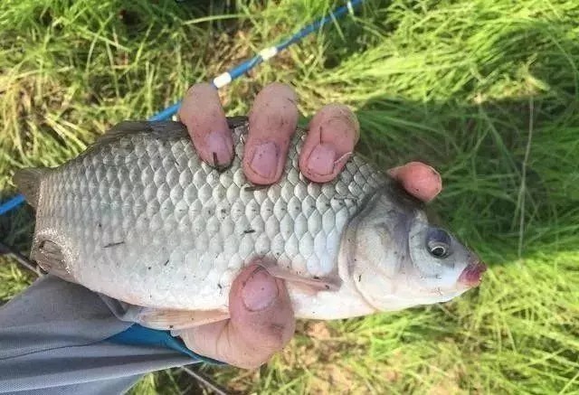 白纸黑字的爆护配方，秋季钓土鲫鱼不失手，老钓手的钓鱼秘笈