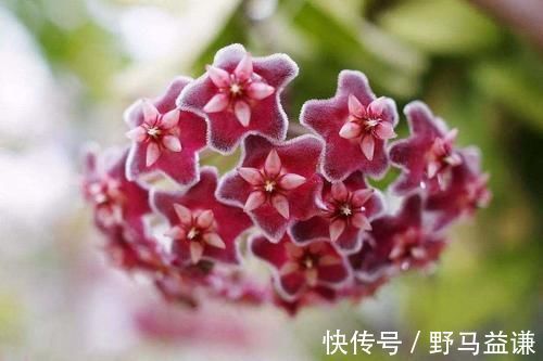 叶子|鸡蛋壳养花加点它,用来浇花,叶子油亮有光泽!