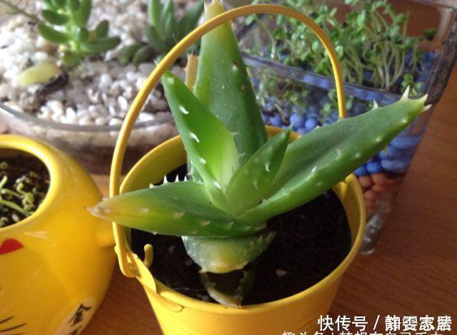 种花|5种花在夜间“呼吸”,适合放在卧室内,可净化废气,对睡眠好