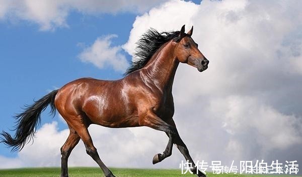 临清|明朝男子家里来一马匹,因此走上人生巅峰,马的来历还是惊人