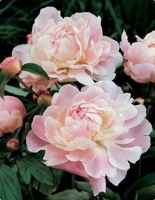 中国十大名花欣赏,美极了!