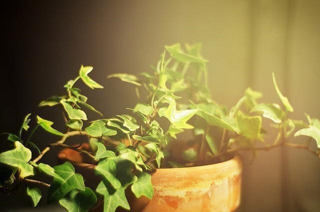 新芽|搬新家之前,一定要养“这6种花”,除“甲醛”效果好