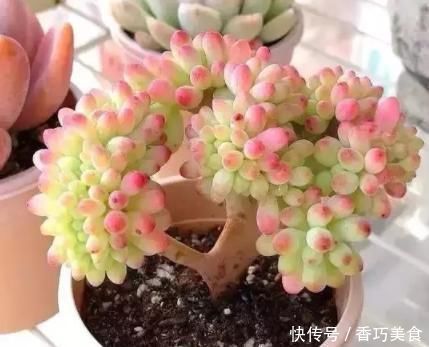 想要多肉变形教你4招缀化方法,第3种1周就能变成鸡冠头