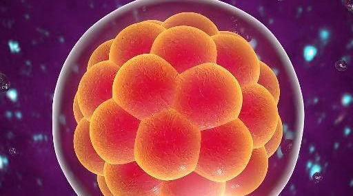 生殖器官|孕期,小宝贝是男宝还是女宝,可能这个时间就知道了,你了解吗