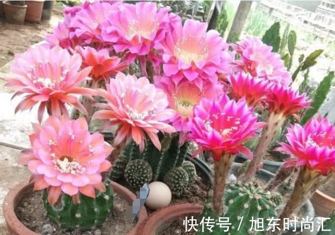 4种花美的出奇,不仅花好看,名字也好听,你养了吗?