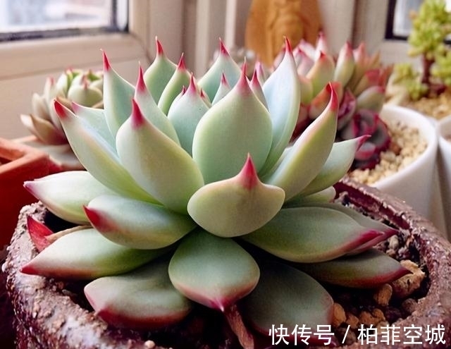 多肉有三怕,教你几个小技巧,重新缀化,憋成群生肉墩子