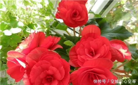 喜欢养护花卉，就在家中春季养护3种花卉，花朵层层叠叠，美极了