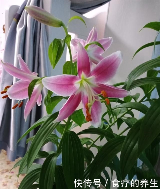 3种稳赚不赔的花,今年种一个,明年爆崽一大堆!