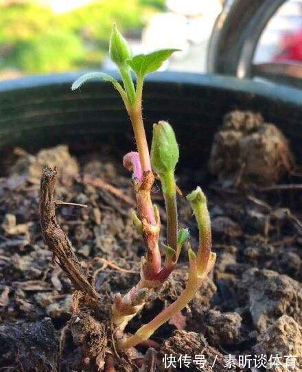 施肥|她养铁线莲，每年早做三件事，从不为开花发愁，今年我要向她学习