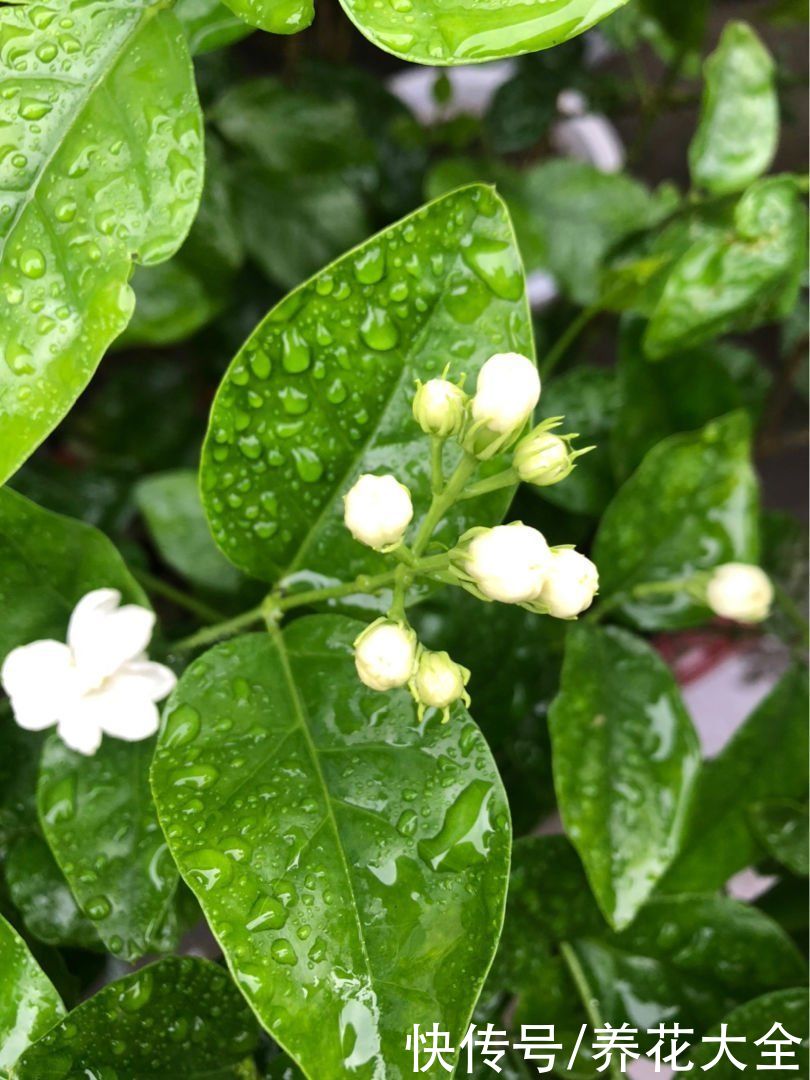 茉莉|养花不要贪多,只选一个最好的品种,在家就能养成花海
